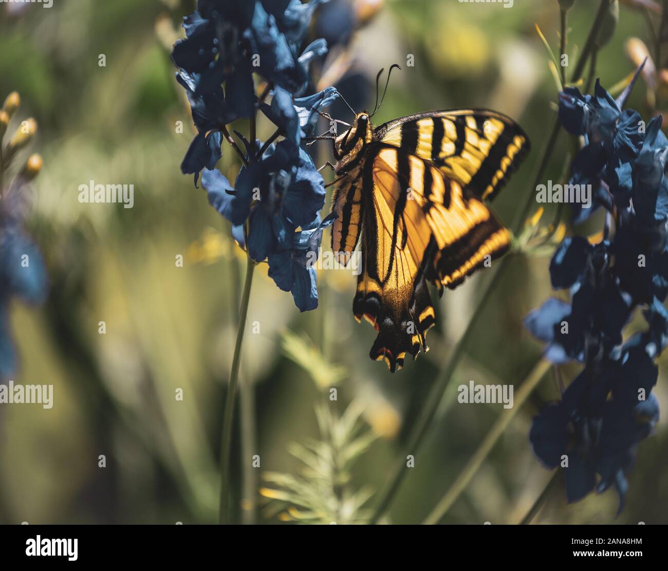 Chiudere farfalla sulla pianta di lupino. Foto Stock