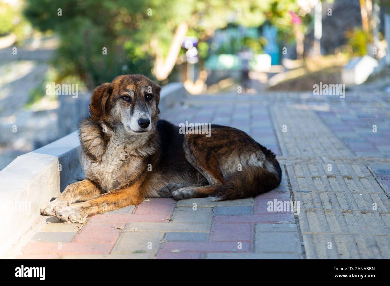 Cane senza dimora godendo il sole in strada Foto Stock