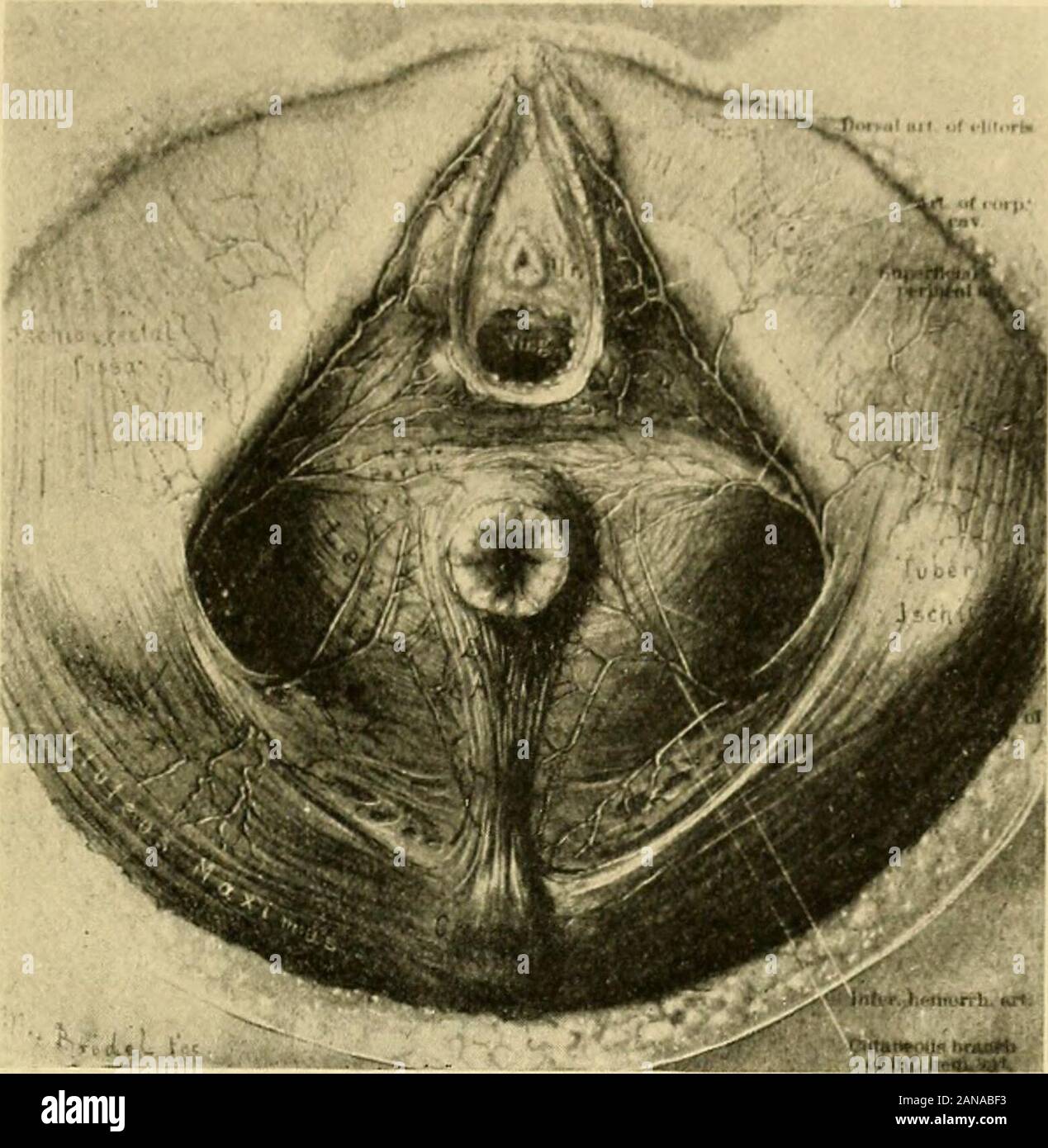 Morfologia cloacali nella sua relazione a genito-urinario e malattie rettale(con le piastre 54 e 93 illustrazioni.) . scrotalesin maschio, labiales posteriores nella femmina) che vengono proseguite avanti nel triangolo theurethral, sotto la superficiale scudo perineale, allo scroto. Esso anastomoseswith il suo compagno del lato opposto, con la trasversale e perineale il pudicarteries esterni, e alimenta i muscoli e strutture sottocutanea del triangolo uretrale. La superficialità trasversale del muscolo perineale non sempre è presente in forma di asmall delicato fascio di fibre derivanti da t Foto Stock