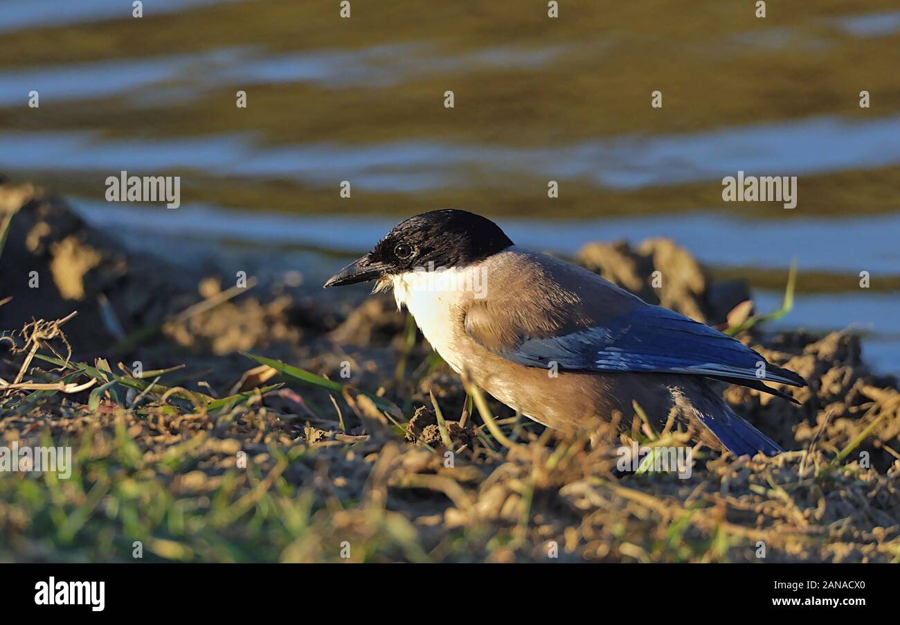 Cyanopica cooki, rabilargo, con un profilo del tramonto, al pensiero di cosa fare prima di andare al roost. Foto Stock