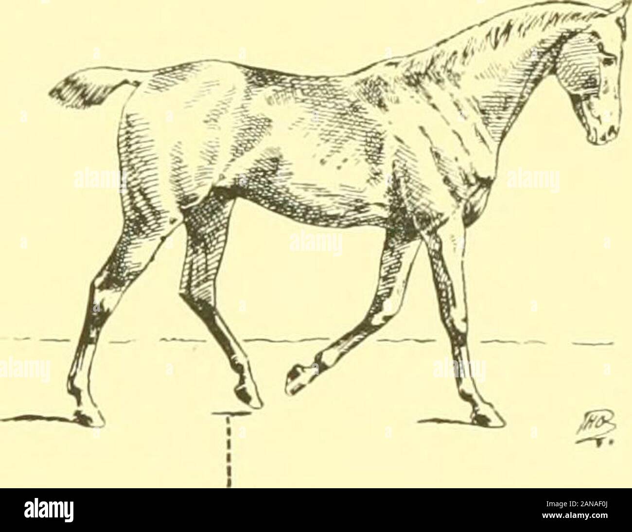 I punti del cavallo : un noto trattato sulla conformazione equina . Fig. 63. Fig. 64. Foto Stock