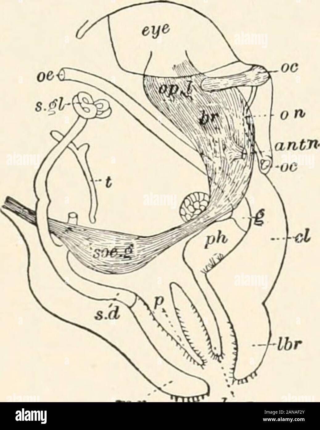 Un libro di testo di entomologia, compresa l'anatomia, fisiologia, embriologia e metamorfosi di insetti, per uso agricolo e tecnico scuole e collegi nonché mediante la lavorazione entomologo . giionicmass. I nervi sono di due tipi: 1. Sen-sory, che trasmettere sensazioni da theperipheral sense-cellule di ganglio, orbrain; 2. Motore che invia stimoli dal cervello o qualsiasi altro ganglio themuscles a. Delle cellule gangliari, alcuni sono tattili, andothers danno origine ai nervi di senso speciale,essendo distribuiti agli occhi o theorgans, udito, olfatto, gusto, o touch. Mentre la su Foto Stock