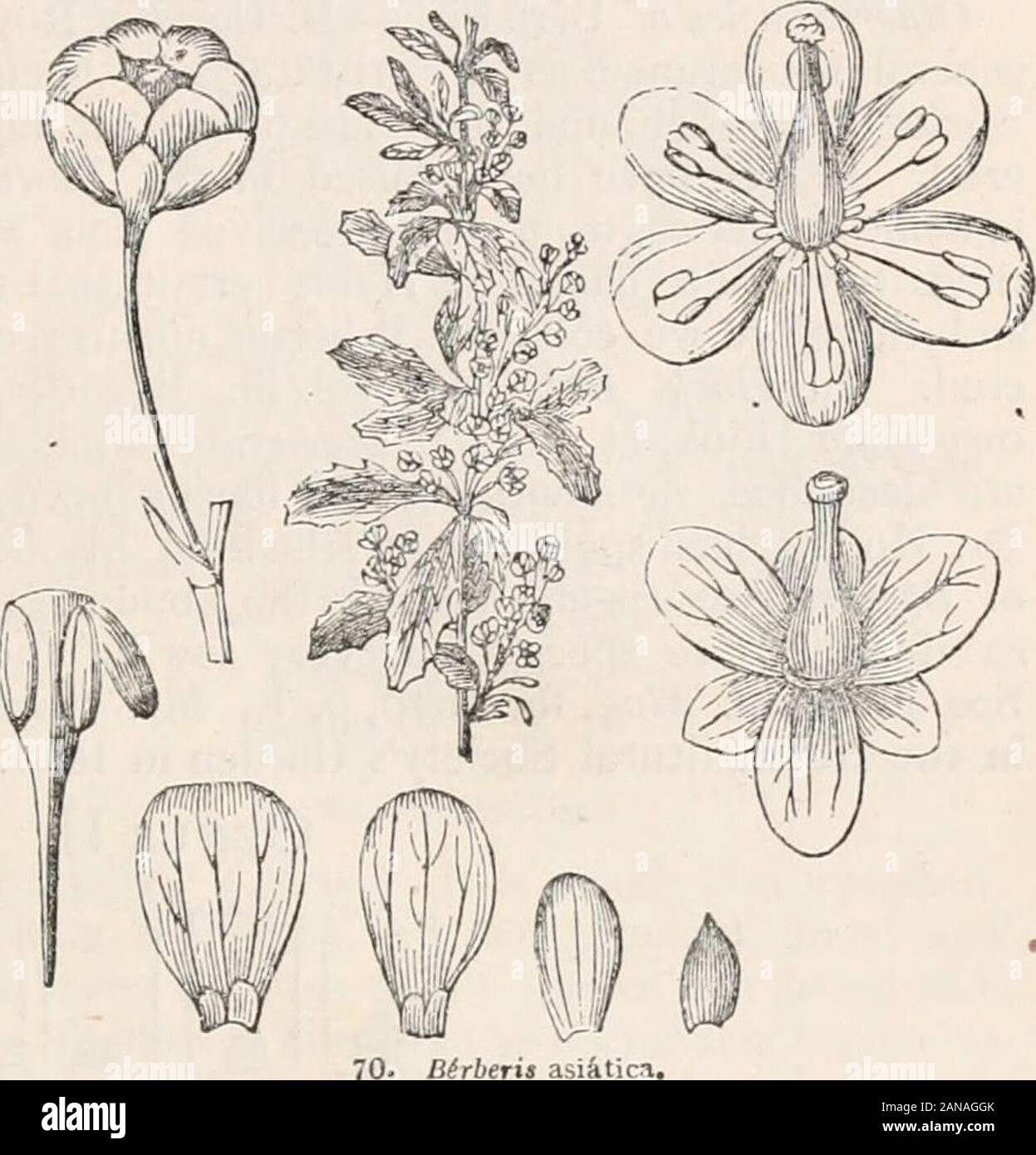 Alberi e arbusti; un abridgment dell'Arboretum et fruticetum britannicum: contenente la hardy alberi e arbusti di Bretagna, native e straniere, scientificamente e popolarmente descritto; con la loro propagazione, della cultura e degli usi e delle incisioni di quasi tutte le specie . wered. Bacche ovale.{Dous Mill.) una vigorosa-ly crescente sub-evergreenshrub, affollato con nume-rous lussureggiante-ventose. Ne-pal, sulle montagne. Altezza6 ft. a 8 ft. Introdotto nel1820. Fiori giallo;Maggio e Giugno. Berriespurplish, con un bel fiore;maturo in luglio. Decayingleaves giallo e rosso. Lascia alquanto resem-bling quelli di B. egli Foto Stock