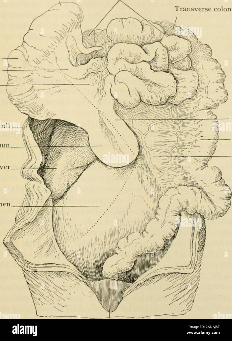 Anatomia Umana, tra cui la struttura e lo sviluppo e considerazioni di ordine pratico . del colon, pagina 1670. ) La larghezza del mesocolon trasversale è da12-15 cm. (5-6 in. ). Nell'adulto si è fusa con il grande omento, come alreadydescribetl. Il sviperior arteria mesenterica entra in questo mesenterio sotto il pancreas,e gies dal suo lato sinistro o lato conxex rami per l'intestino tenue. Fromits destra, appena dopo la sua origine, dà oft l'inferiore ])ancreatico-duodenale e thebranches per la ciecum e ascendente e colon trasverso. Nell'adulto leviti arteria colica corre ln Foto Stock