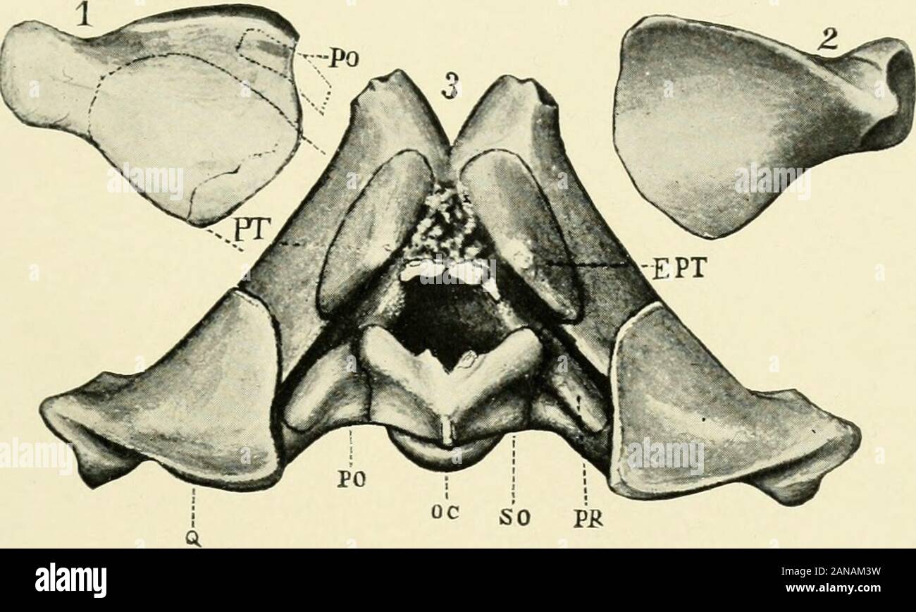 Il giornale americano di anatomia . Fig. 2. Il Amhbican Jodbnal di anatomia.-Vol. 10, n. 1. Gen. 1910. Il cranio di LABIDOSAUBUS.S. W. WILLISTON. Piastra III.. Foto Stock