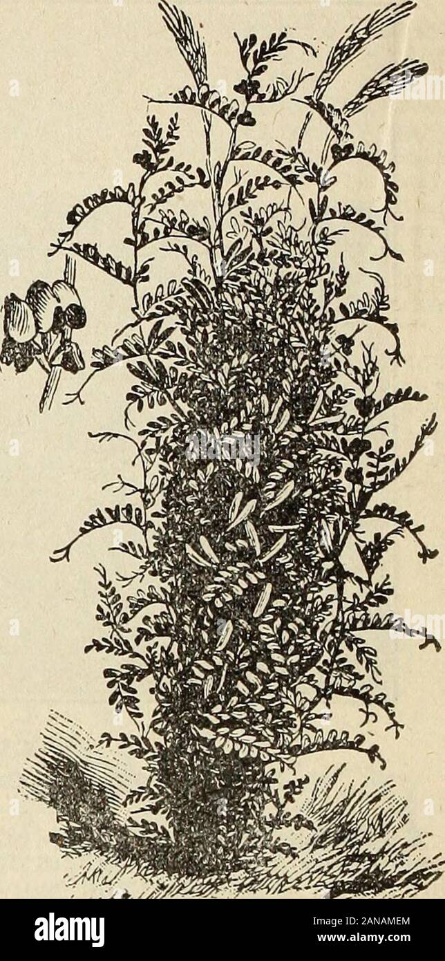 Steckler's semi : 1915 . il tempo per la semina è in theFall, sebbene le sementi possono essere seminate in qualsiasi momento. Il seedshould prima essere abbondantemente imbevuto in acqua in modo tale che esso willsink nella situazione desiderata. Essa può essere seminato in shallowwater, non oltre tre piedi profondo, e da questa profondità posizionedi shore. Mentre sarà g-fila in acqua profonda, devonoessere ha consentito di lavorare per la propria strada, l'inizio essendo realizzato inshoal acqua. Ancora un giorno dovrebbe essere scelto per la semina in modoche non deriva nella acque troppo profonde. Riso selvatico isunequalled come attrazione per uccelli selvatici e per thisreason è in grande richiesta per la piantagione- nel gioco Foto Stock