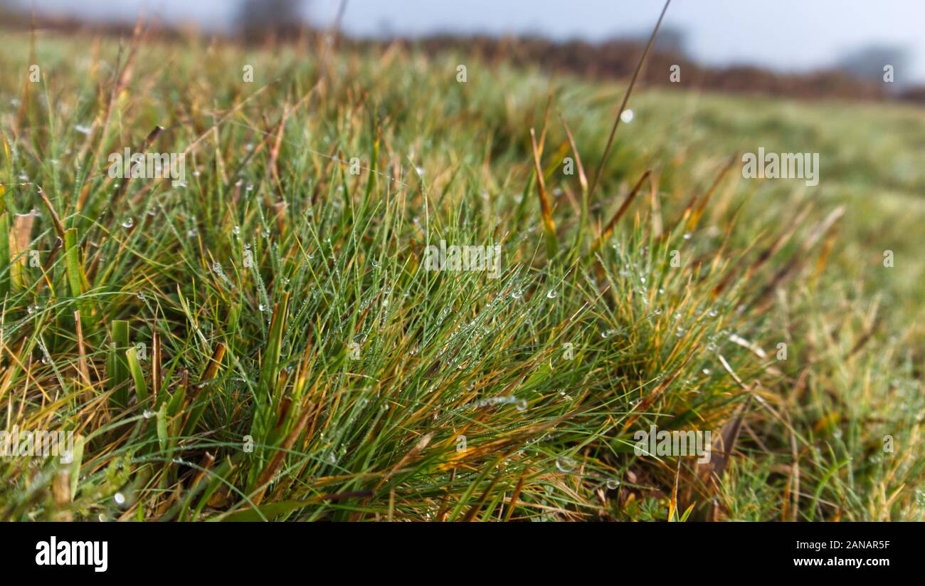 Mattina autunnale su un Cornish moor come il sole brucia la nebbia Foto Stock