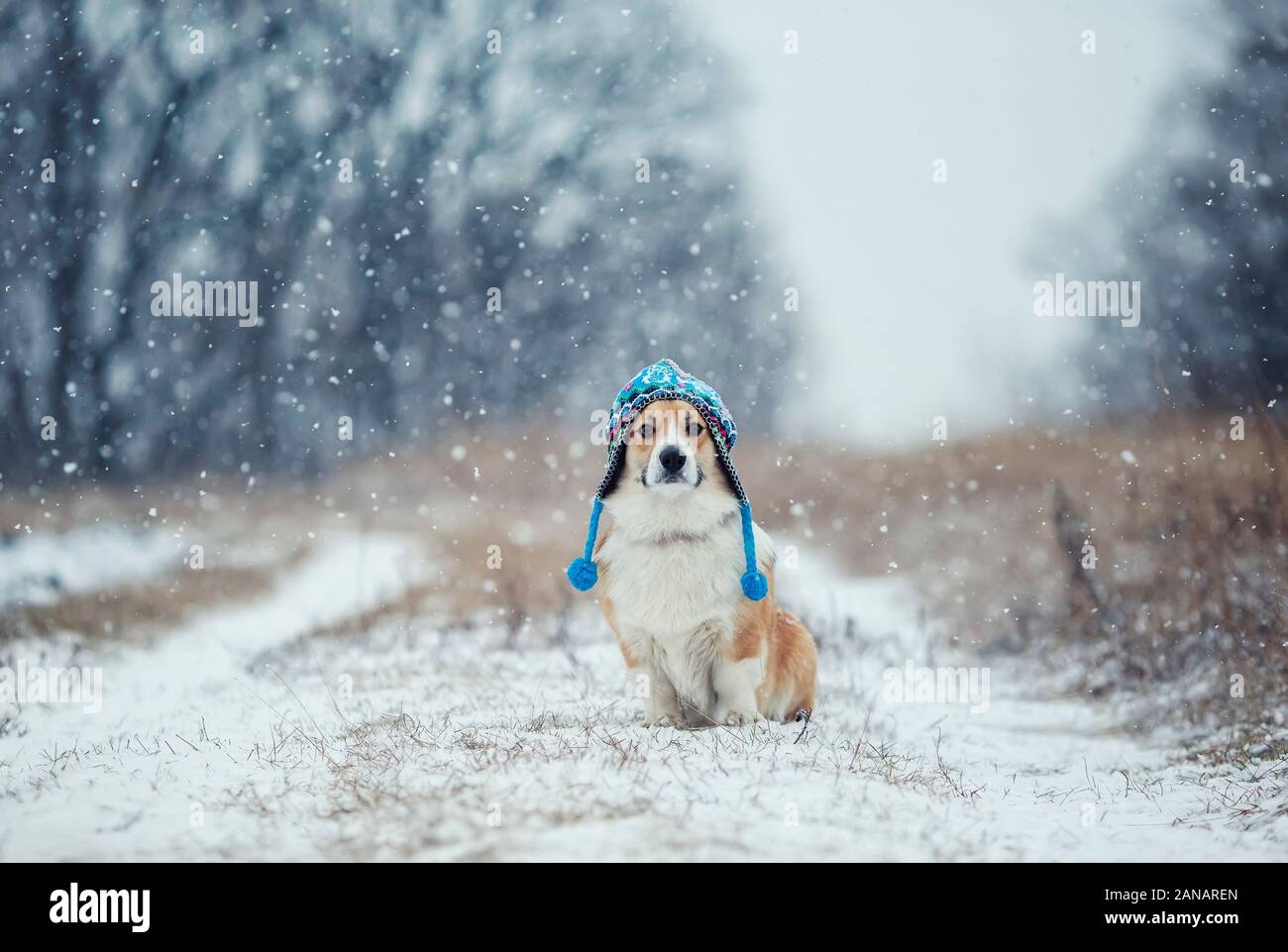 Ritratto di un grazioso cucciolo di cane rosso Corgi seduti al parco su una giornata invernale in un divertente berretto lavorato a maglia che copre la sua gli occhi durante una nevicata Foto Stock
