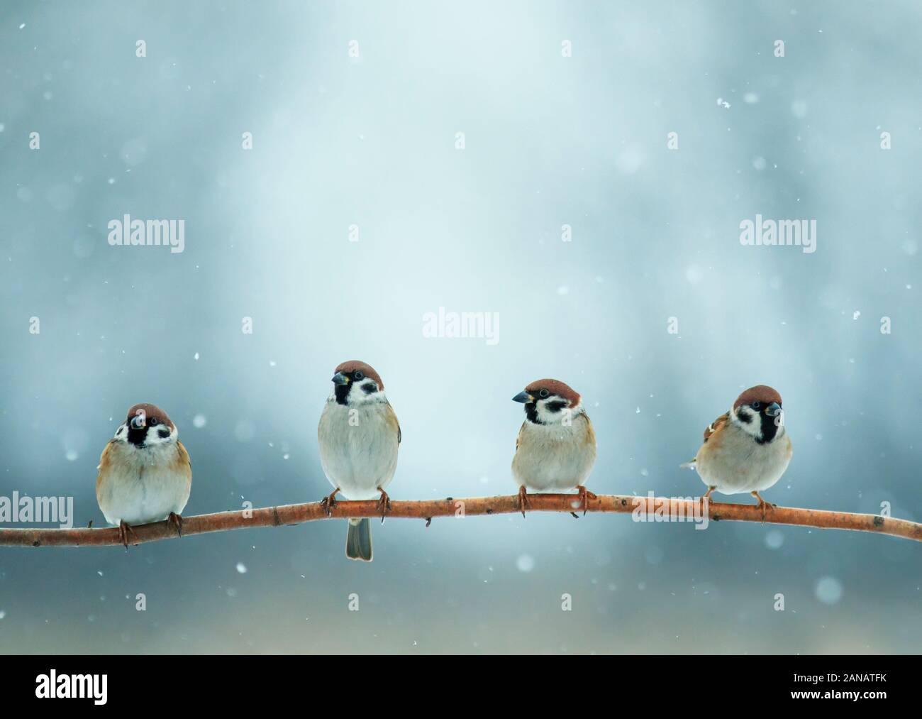 Quattro piccoli uccelli divertente sedersi su un ramo in un parco invernale sotto la neve Foto Stock