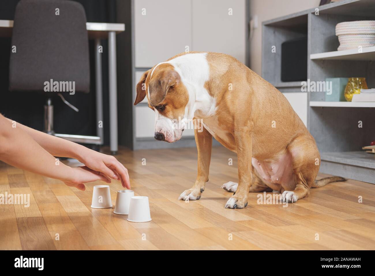 Cute cane giocando il gioco della shell con la sua umana. Concetto di formazione animali domestici, cani domestici di essere intelligente e istruito Foto Stock