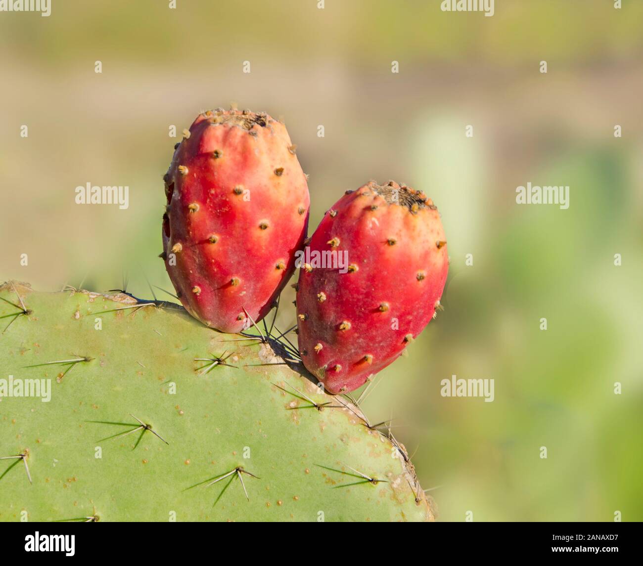 Close up di cactus verde Foto Stock