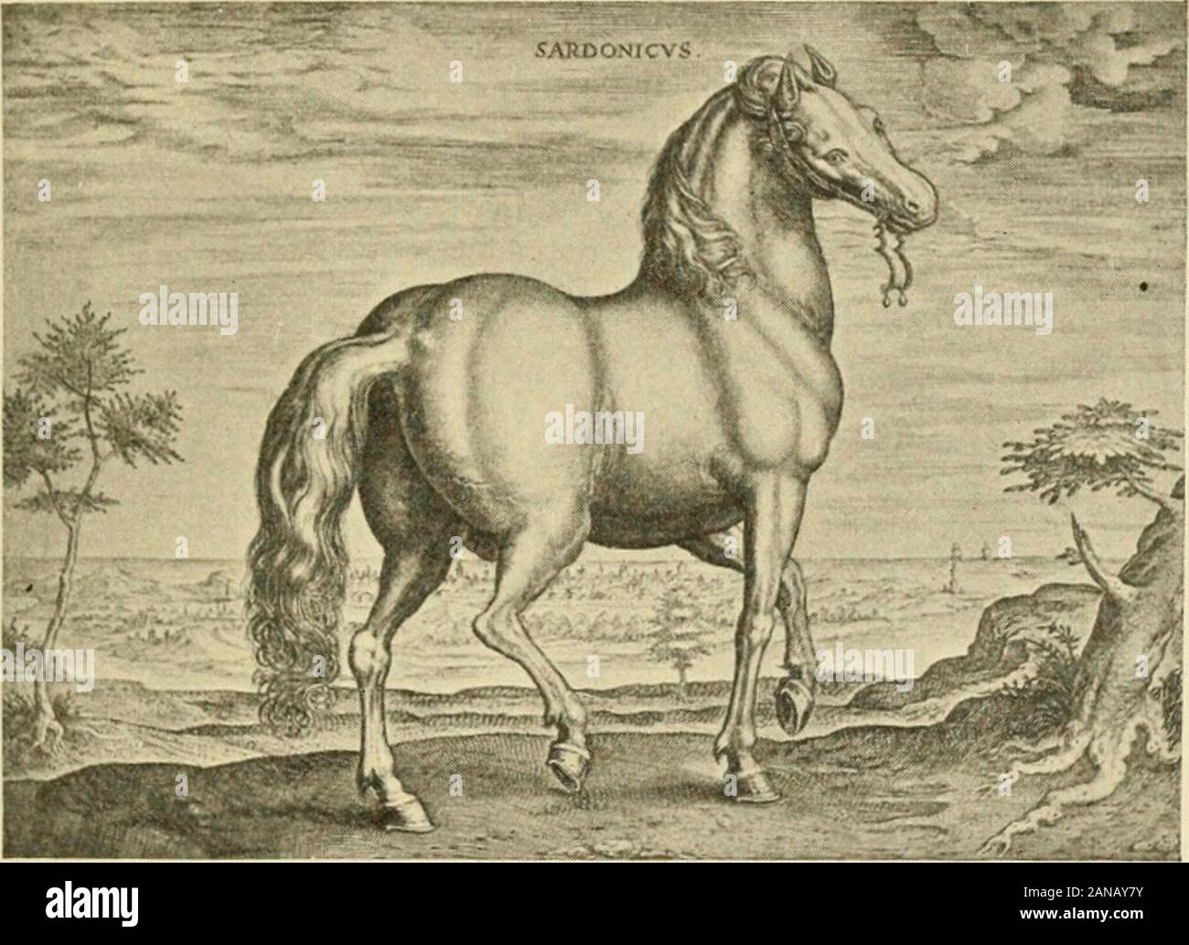 L Origine E L Influenza Del Cavallo Purosangue Colore Nero Castagneti E Bay Ma Raramente Grigio