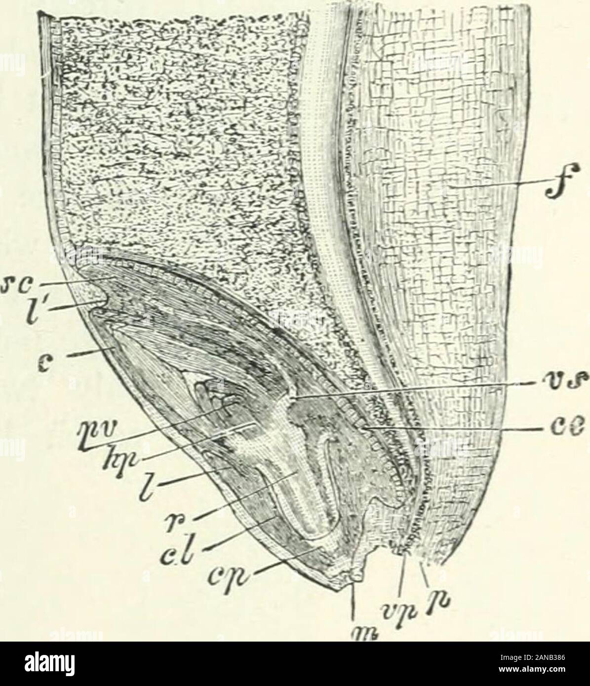 Organography di piante, in particolare del archegoniatae e spermaphyta . g. 282). 2. Il scutellum è il coty-ledon e il epiblast che giace overagainst, ma non è presente in tutte le erbe è un arrestato seconda foglia e il coleoptile è la terza foglia. Questa vista è supportato dai seguenti:- {a) tra il coleoptile e scutellum, esiste in molti grassesa fortemente sviluppate internodo. {B) nel axil del coleoptile un germoglio ascellare è spesso trovato. {C) parte basale del scutellum in molte erbe, per esempio Oryza(Fig. 281, V), Leersia e altri (Fig. 281, i) sviluppare Foto Stock