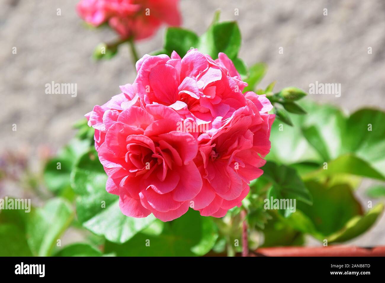 Pelargonium pianta fiori colorati di rosa ritratto Foto Stock