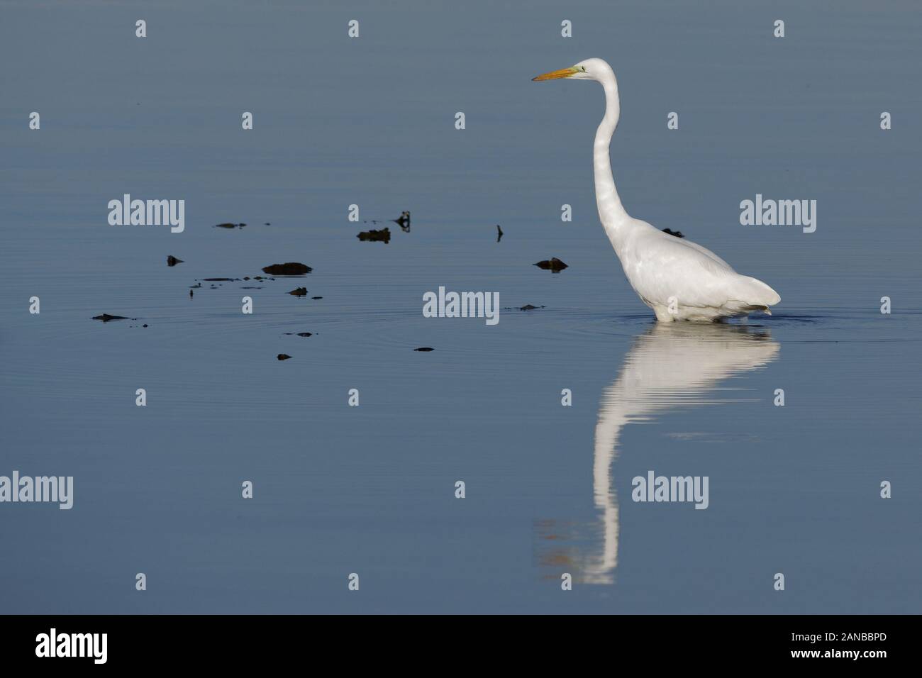 Grande Etret (Ardea Alba Modesta) nel Chiemsee bavarese, foraggio e pesca, in parte su ghiaccio nella stagione fredda Foto Stock