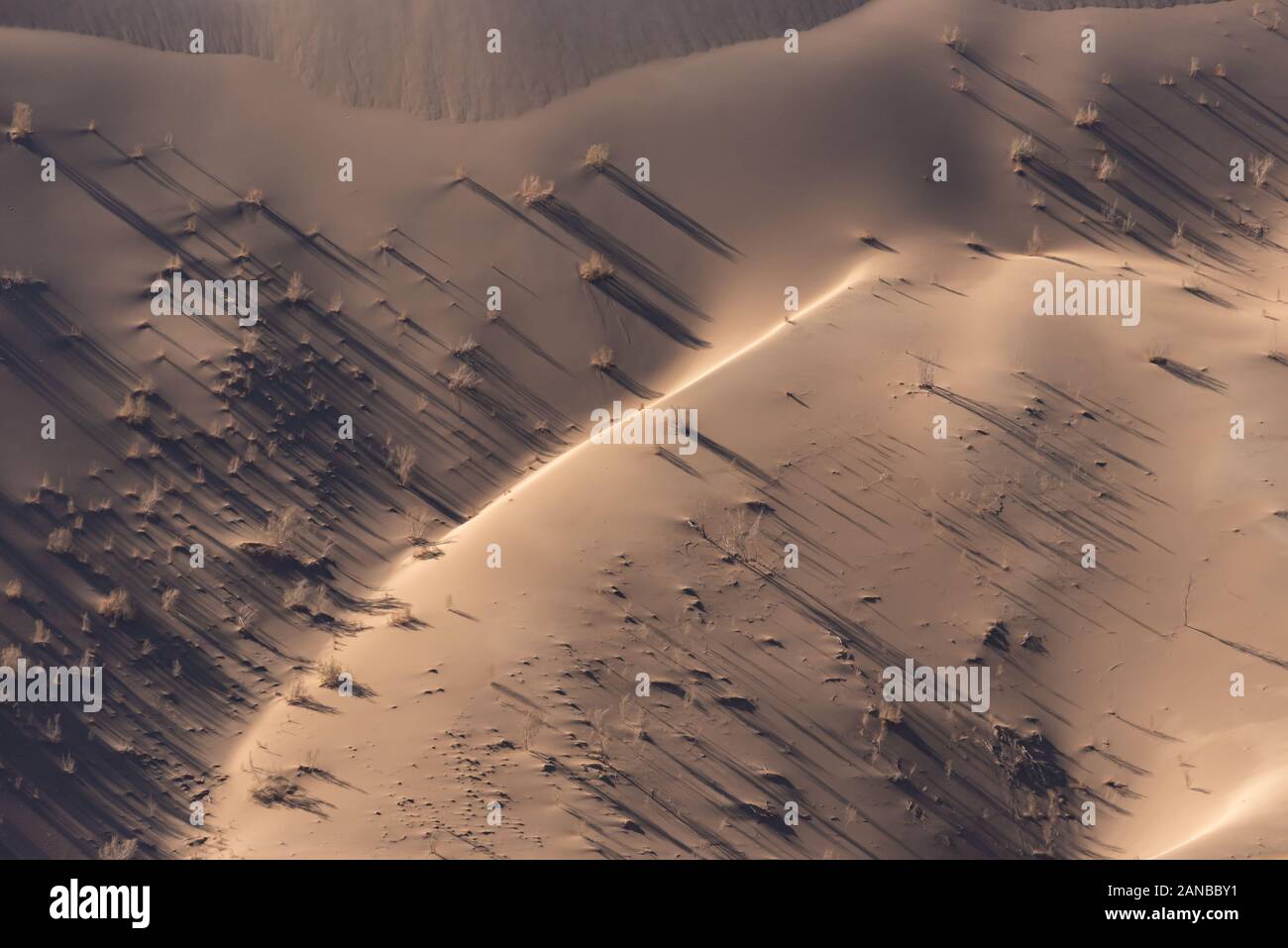 Le piante che vivono nel deserto lut Foto Stock