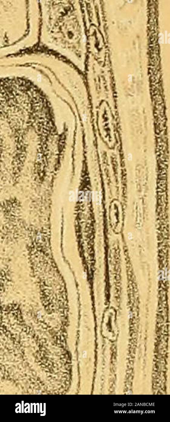 Manuale di ginecologia . Fig. 55. Posizione dell'utero. A quando la vescica ed il retto vuoti; B,C,D, secondo la distensione della vescica (Van de Warker). Questi punti sono ben illustrato dalla Fig. 44 Da Pirogoff. Come urineis evacuato, l'utero passa in avanti al suo normale anteverted condizionie intestini di passare nuovamente nella sacca di Douglas. Probabilmente, indebita dis-funzione della vescica conduce a retroversione permanenti in alcuni casi,specialmente se l'utero gravido essere. Una distensione Eectal sposta il uterusforwards e per il lato destro. imm e.. PLATE II SJpF. PLATE II - sezione coronale della FEM congelati Foto Stock