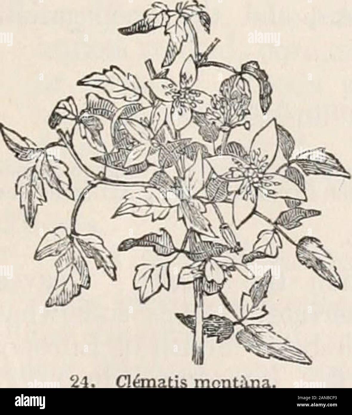 Alberi e arbusti; un abridgment dell'Arboretum et fruticetum britannicum: contenente la hardy alberi e arbusti di Bretagna, native e straniere, scientificamente e popolarmente descritto; con la loro propagazione, della cultura e degli usi e delle incisioni di quasi tutte le specie . bequite hardy, e sembra di prosperare come pure sulle montagne itsnative. Esso cresce con grande vigore nel suolo aloamy, fiori profusamente a inizio stagione, Eè facilmente aumentata di strati. Un molto desiderabile specie. Altre specie di Clematis. - Ci sono molte altre specie di Clematisdescribed in libri, alcuni di loro come caricati Foto Stock