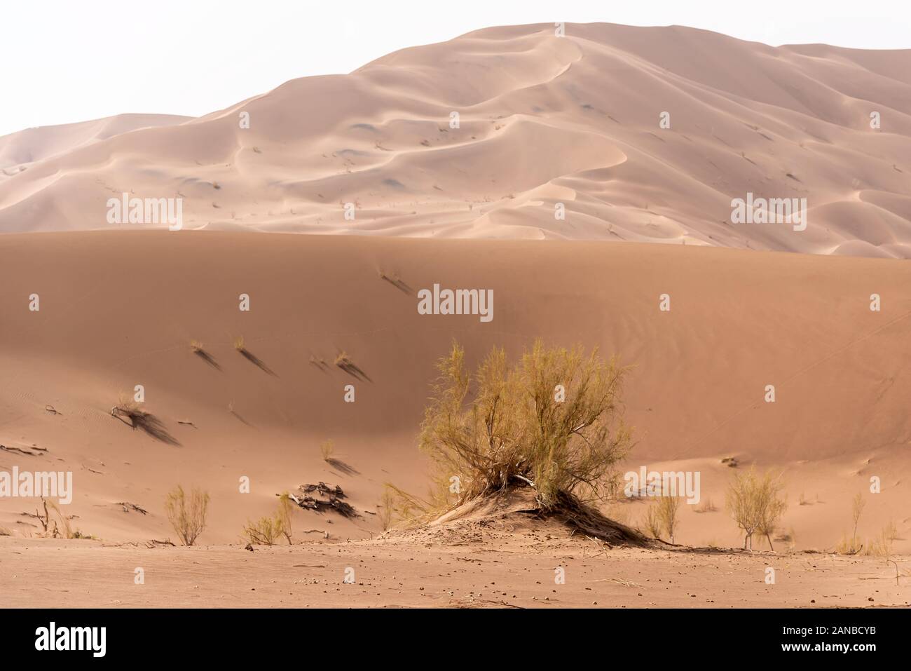 Le piante che vivono nel deserto lut Foto Stock