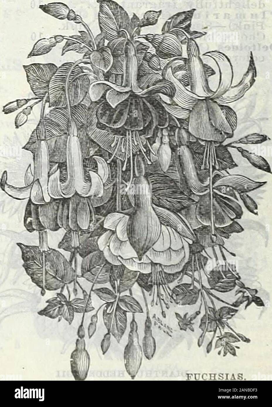 Azienda agricola e giardino, annuale primavera 1906 . abbiamo una vasta scelta di sementi. Bene mescolato, doppia 15 belle miscelati, singolo 15 HELICHETSUM. AJIMOBIUM. Fiori eterni. Qui di seguito diamo un elenco delle sei migliori tipi di fiori eterni. Essi sono di coltivazione theeasiest, sementi di tutte le varietà possono essere coltivate all'aperto durante aprile andMay. Il Gomphrena dovrebbe essere seminato nelle caselle in casa o in hot-letti, come itsometimes non germinano bene nel terreno aperto. Adatto quando essiccato fprwinter mazzi. Per questo scopo i fiori devono essere tagliati prima completamente ex-panded. H. ACROCLINUM. Pkt. Mixe singolo Foto Stock