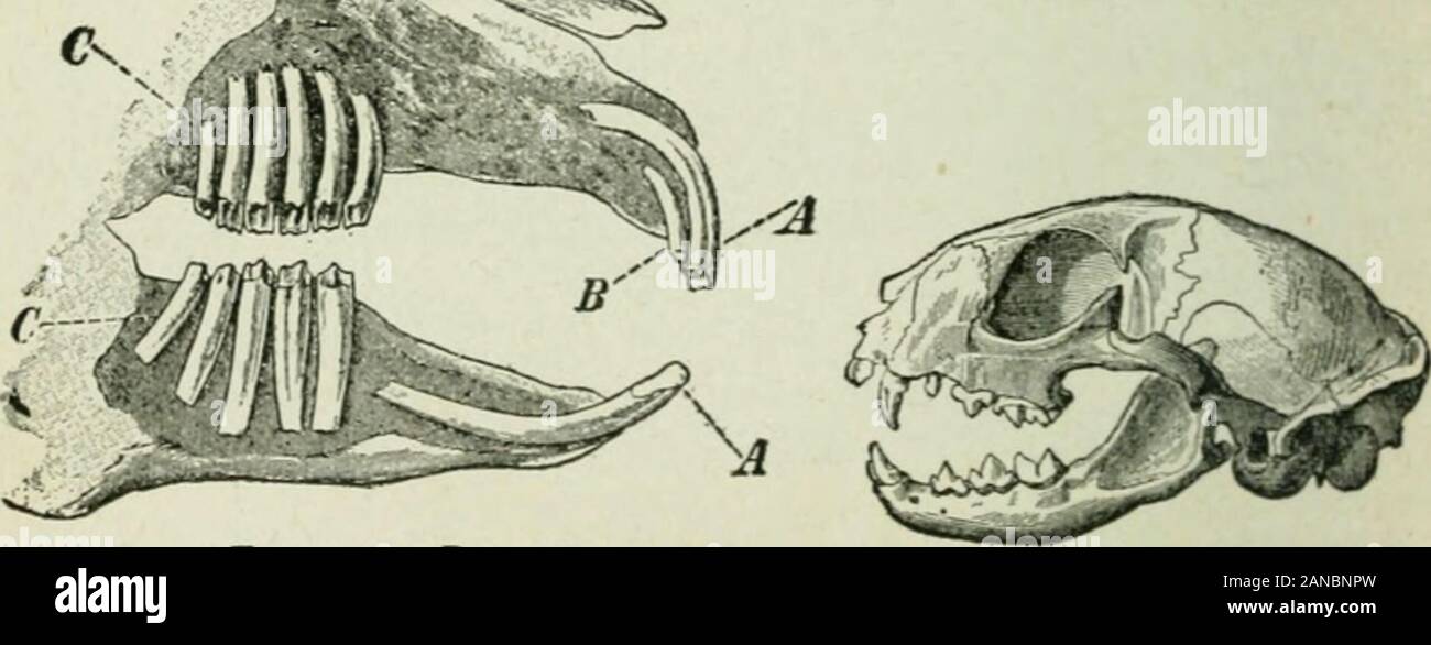 Principianti " zoologia . Fig. 347. -Bat.. Fig. 345. -Rabbit.A, B, incisivi; C, molari Fig. 348.-Cat. Grafico di teschi di mammifero (195) Foto Stock