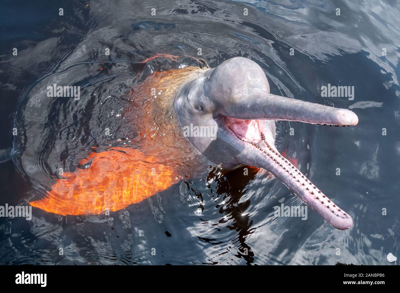 Red Boto o Boto di colore rosa, attrazione turistica che si trova nella città di Novo Airão, stato di Amazonas, Brasile nel mese di febbraio del 2015 Foto Stock