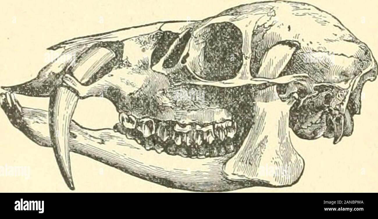 Enciclopedia Britannica; un dizionario delle arti, scienze e literatureWith generale mappe nuove e originali articoli americani da eminenti writersWith American le revisioni e aggiunte, portando ciascun volume fino a data . in fondo è sempre visibile, mentre nel Cervklee delcarrello più recenti periodi di terziari, e specialmente il Pleistocene specie andliving, queste stesse cavità sono così profondo che qualunque sia lostato della dentizione del fondo non può essere visto. Alcuni existingDeer, come l'asse, sono di gran lunga più hypsodont rispetto alla maggior parte dei thefamily ; e, d'altro canto, molte delle antilopi (come Foto Stock