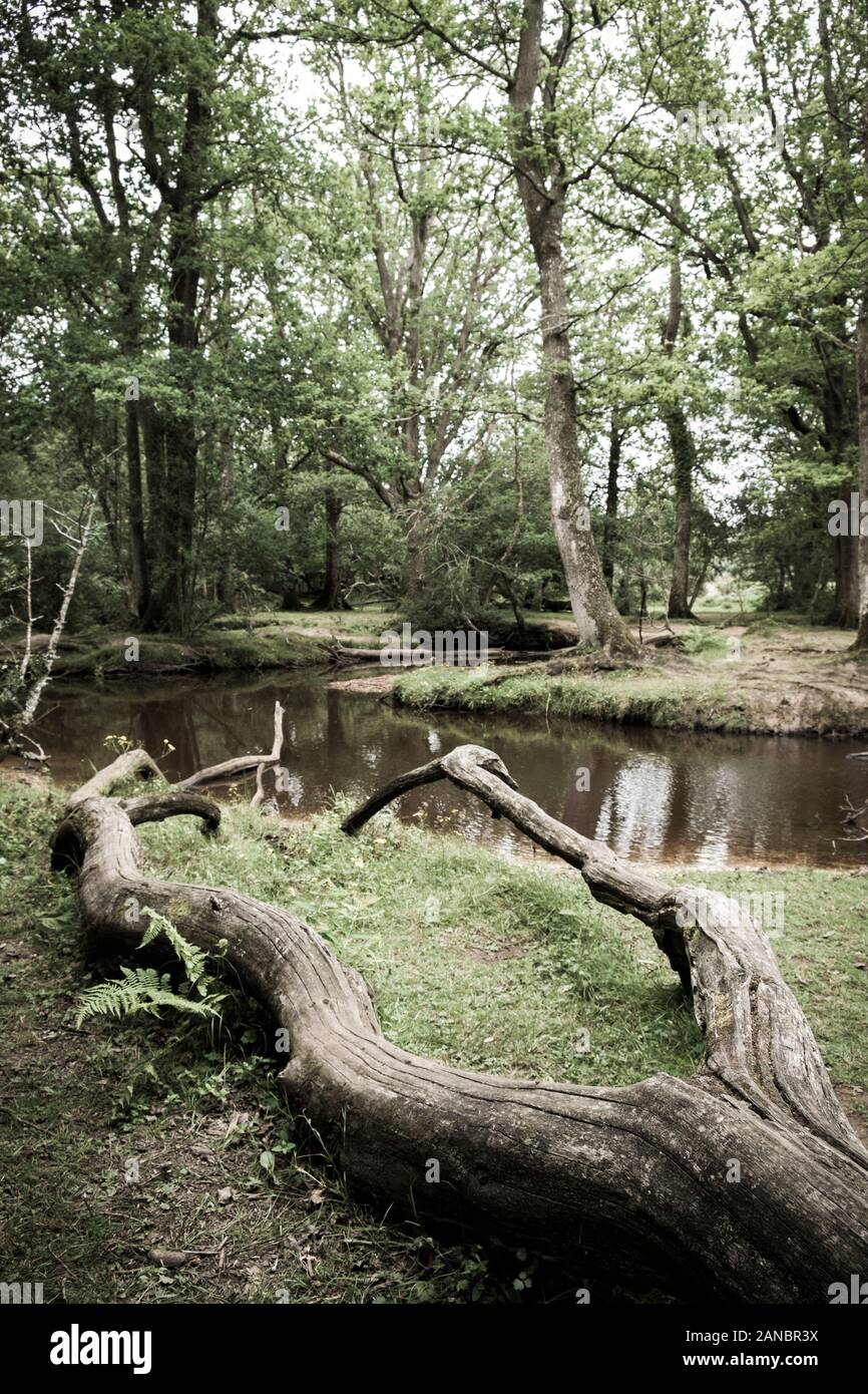 Un fiume che attraversa la New Forest Foto Stock