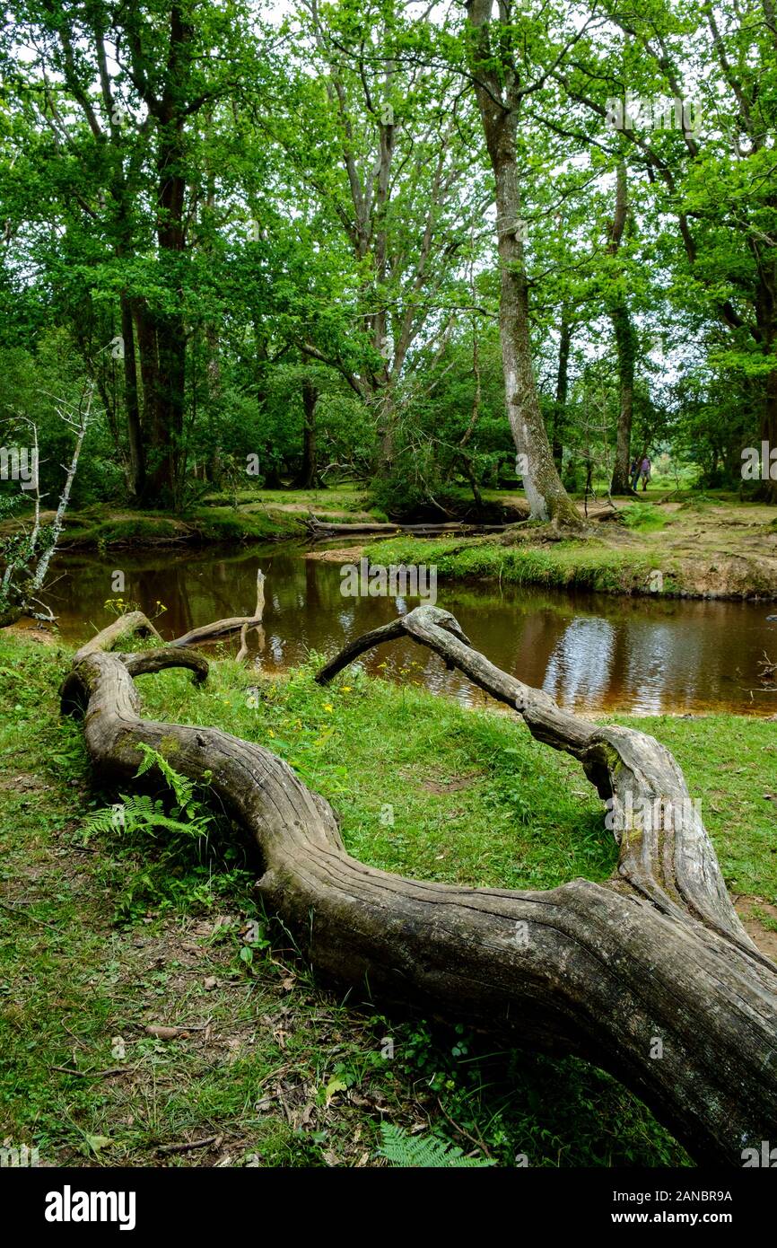 Un fiume che attraversa la New Forest Foto Stock