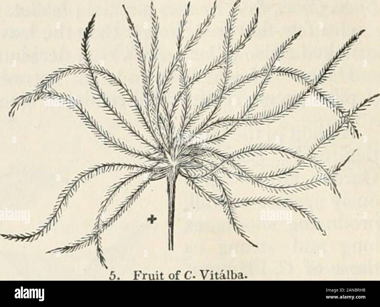 Alberi e arbusti; un abridgment dell'Arboretum et fruticetum britannicum: contenente la hardy alberi e arbusti di Bretagna, native e straniere, scientificamente e popolarmente descritto; con la loro propagazione, della cultura e degli usi e delle incisioni di quasi tutte le specie . s sono intrecciati circa che cosa-oggetto mai il loro approccio e il dopo-reparti diventano dure e persistenti,come i tralci di vite. I volantini sono entrambi (juite intero o tagliato irregolarmente;talvolta molto in modo grossolanamente. Le orecchie sono ascellare e terminale, molti-ffowered e peluria. I fiori sono di un colore verdastro colore bianco, con littlesho Foto Stock