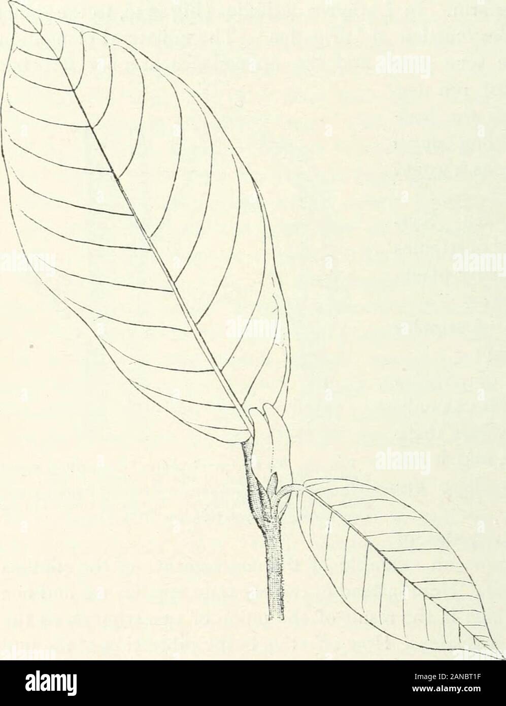 Organography di piante, in particolare del archegoniatae e spermaphyta . foglie di tasso è frequentemente osservabile nelle opposte di lasciava in specie di Urticaceae, per esempio in Humulus lupulus e ina grado inferiore anche in Urtica dioica. Qui ho trovato due neigh-bouring stipules di una coppia di foglie che talvolta piuttosto libero, a volte unitedmore o meno, e possono formare un apparente unico foglietto la cui natura,però è chiaro da due lobi all'apice. Tutto organizzare-mento suggerisce che invece di quattro solo due stipules sono presenti che racchiudono come mus-sel-gusci il bud.In questo modo pro Foto Stock