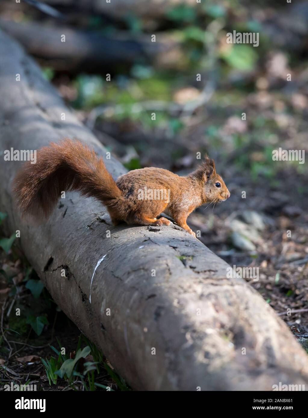 Vista laterale primo piano di selvaggio UK rosso scoiattolo animale (Sciurus vulgaris) isolato a terra in luce naturale bosco, perching su legno di fondo. Foto Stock