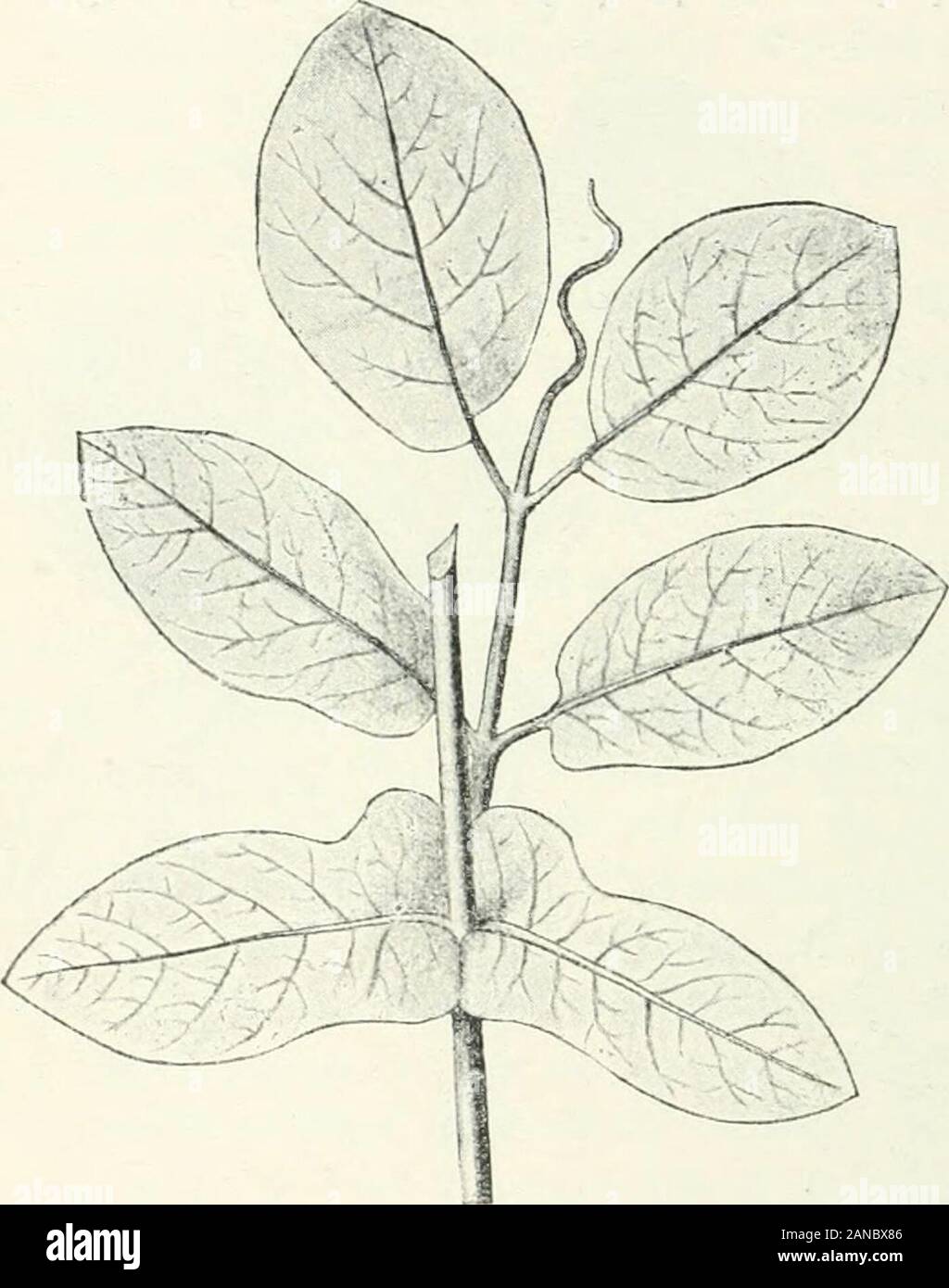 Organography di piante, in particolare del archegoniatae e spermaphyta . usuali ^, areasymmetric con le loro basi-scopic metà della più grande, in thelowermost coppia di foglie che l'acro-scopic metà, vale a dire leviti laterali si allontanò da theshoot-asse, è la più ampia, ealla sua base è fornito con anear-come excrescence. Carefulexamination mostra che le gemme ascellari è formata al di sotto della auricole delcarrello pinnule più bassa che formano un tetto sopra di esso e così proteggere esso againstrain e sun. La posizione è abbastanza differente da quella usuale che isfound quando il stipules proteggere un bocciolo, perché comunemente t Foto Stock