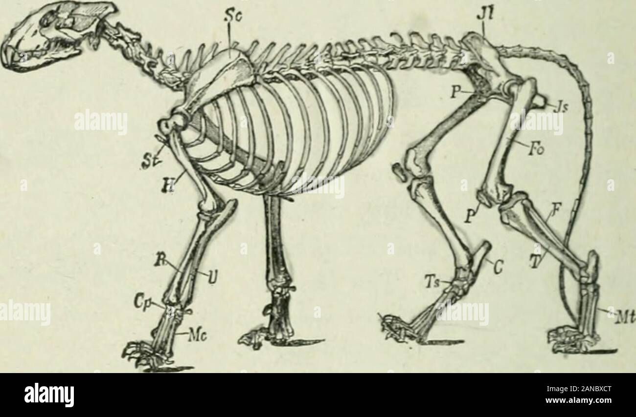 Principianti " zoologia . Fig. 338.- Artiglio del Cat(i) ritratta mediante legamento, e(2) trascinata verso il basso dal muscleattached per abbassare il tendine. IQO BEGlNNEhS zoologia mostrato quando la mucca è stata classificata (p. 9). La loro cura peril giovani, loro intelhgcnce, e loro abiHty a survivewhen in concorrenza con altri animali, provoca il mam-Malles essere considerati la classe più elevata nella animalkingdom. In base a questi test, quale classe di vertebrati shouldra?ik -vicino a tnajumah? Confrontare il cuore, i polmoni,il sangue e la devozione dei genitori di questi due highestclasses degli animali.. Fig. 339. - Scheletro di Lion (cat f Foto Stock