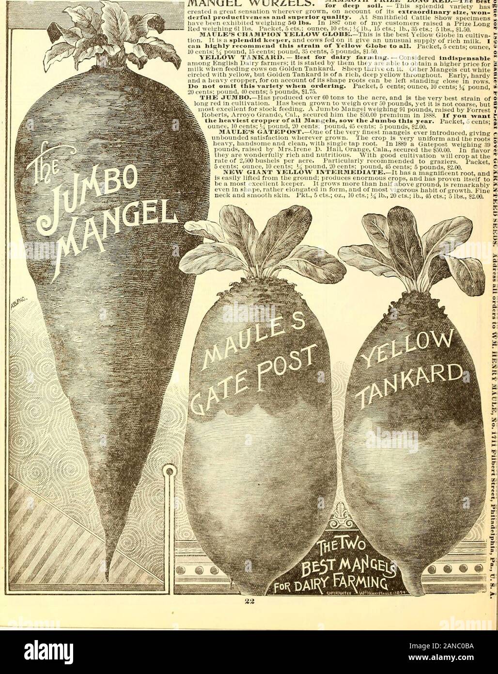 Maule seme del catalogo : 1895 . nd, 20 centesimi; pound, -15 centesimi; 5 libbre, S2.00. MAULES GATEPOST.-Uno dei molto migliori mangels mai introdotto, soddisfazione givingunbounded w herever cresciuto. Il raccolto è molto uniforme e la rootsheavy, bello e pulito, con un solo tap root. Nel 1889 una pesatura Gatepost 39libbre, sollevata da Mrs.Irene 1). Hall, arancio, Cala., fissato l'550.00. In flavorthey sono straordinariamente ricco e nutriente. Con buona coltivazione verrà raccolto a therate di 2.500 bushel per acro. Particolarmente consigliato per graziers. Il pacchetto,profumi; oncia, 10 centesimi; l/, sterlina, 20 centesimi; pound, Foto Stock