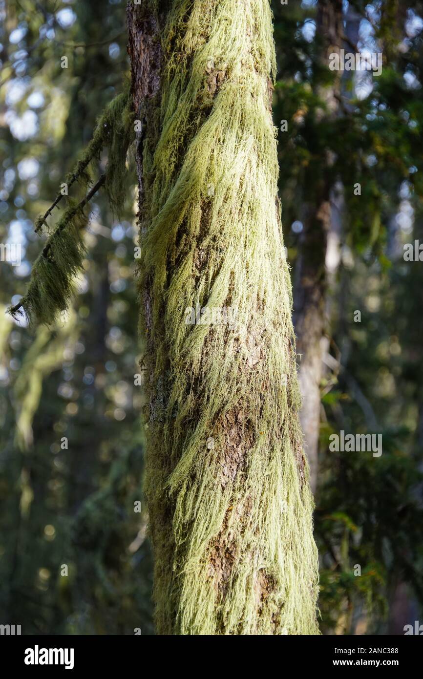 Lunghi filamenti di bel verde muschio pende fittamente da un tronco di albero. Foto Stock