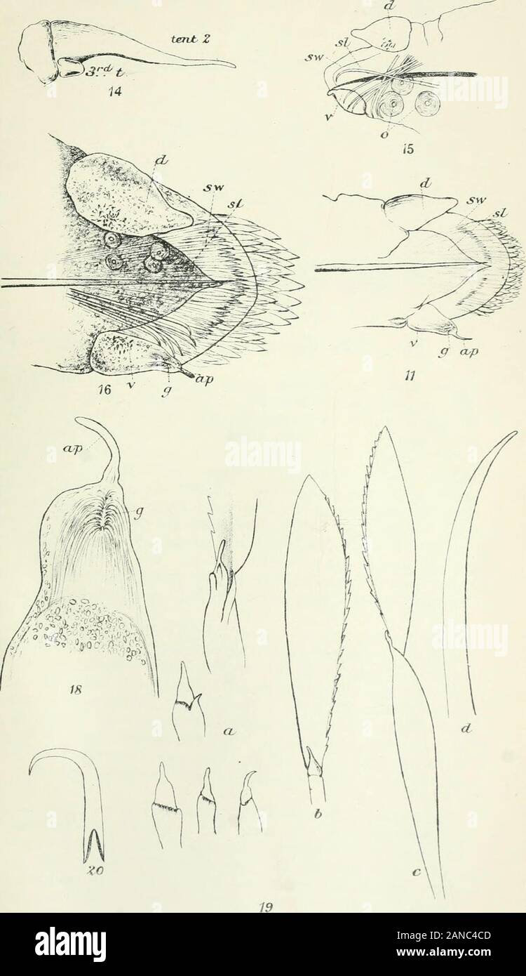 Il mare e la pesca nelle acque interne: relazione . R.S. del. MI" * ? .Ili^x." L1. iii"uu Z.-n.J.", rig. 7 -11, Haliplanes ma^na.Figg. 12,13, Lcpadorhynchus appendfculatus. HI .08. Pi.m.. R..S. del "-ta S J, u^ir.Ho J.. LuK*, J.ond." Lopadorhynchus appendiculatus /? Terza relazione sui pesci del IRISHATLANTIC PENDENZA. Il HOLOCEPHALI O CHIMAERAS, da E. W. L. Holt e L. W. Byrne. Piastre I-1V. i.-posizione sistematica e caratteri generali.ii.-Descrizione del Bntish-e-Irish specie,iii.-Indicazioni di Irish località. i.-posizione sistematica e Caratteri Generali. Il Chimaeras hanno, e forse meritano, BU Foto Stock