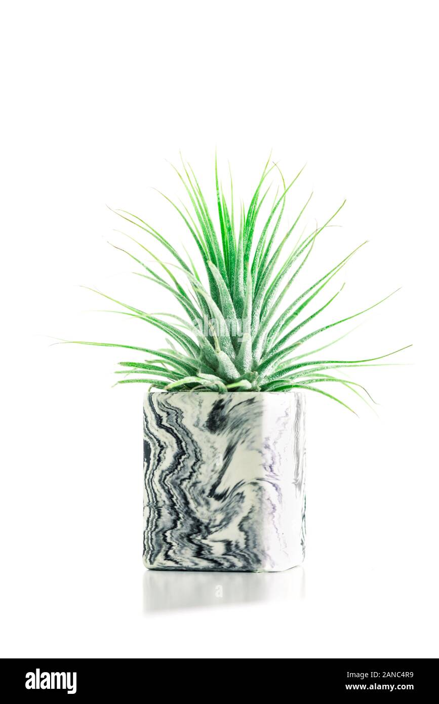 Raccolta di marmo succulente geometrica piantatrici con bellissimo piccolo le piante succulente sul ripiano bianco contro il muro bianco. Lifestyle home decoration Foto Stock