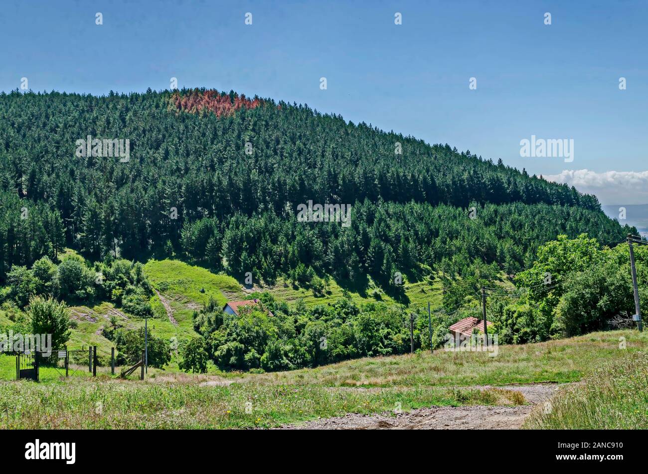 Un bellissimo bosco di conifere con una malattia di parte dei pini, un prato fresco con erbe varie nell'apice di una collina nelle montagne balcaniche Foto Stock