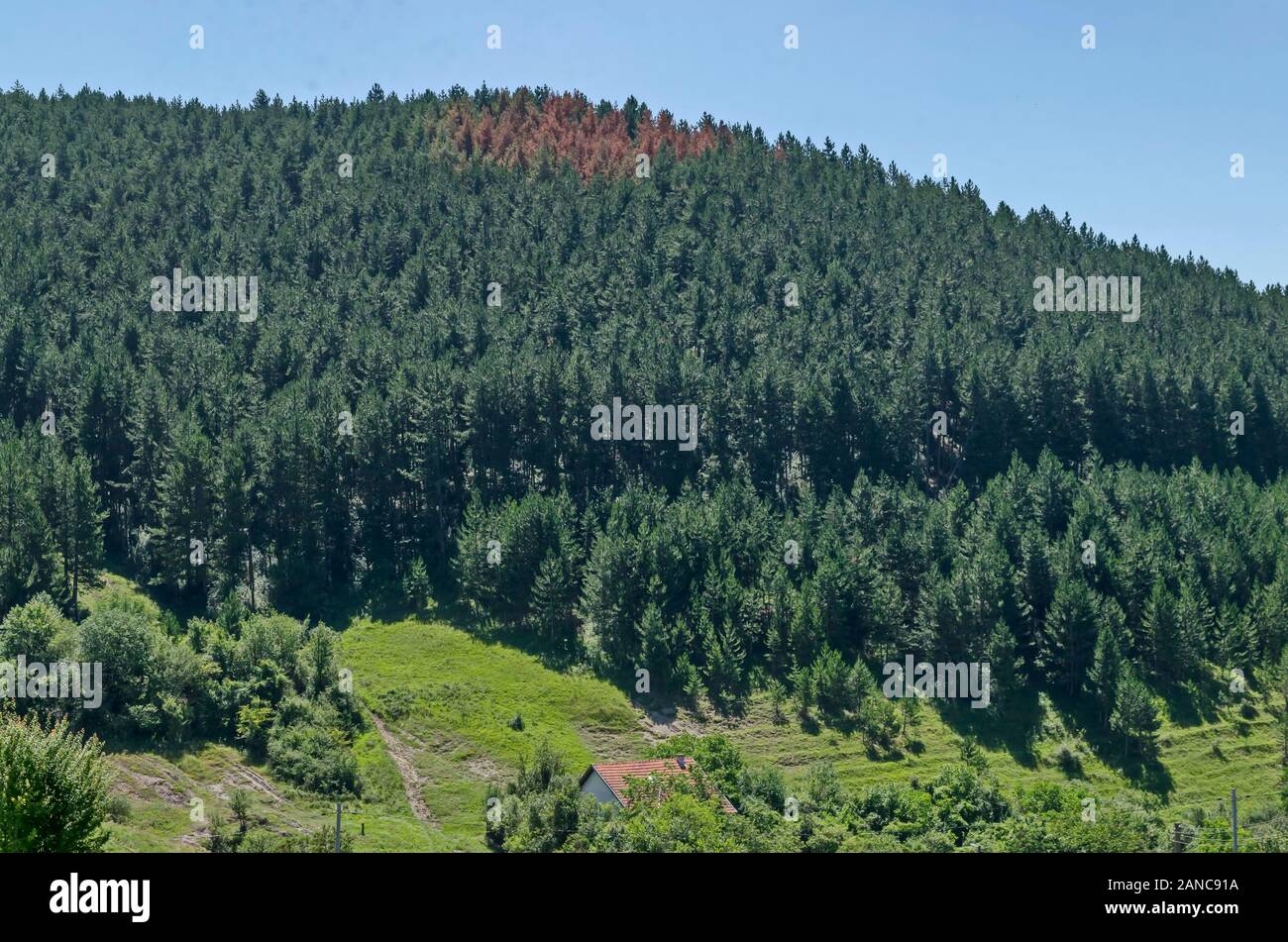 Un bellissimo bosco di conifere con una malattia di parte dei pini, un prato fresco con erbe varie nell'apice di una collina nelle montagne balcaniche Foto Stock