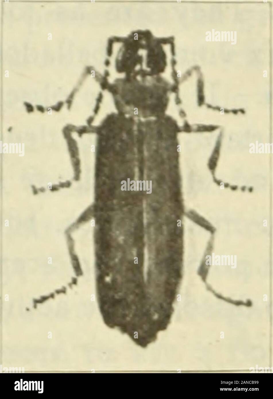 American journal of Pharmacy . - Uno che possiede proprietà vesicating. È foundin meridionale e porzioni centrali dell'Europa. Nel suo stato nativo. Fig. I.-Cautharis Vesicatoria. Essa principalmente si alimenta con le foglie delle piante appartenenti a theOleaceai e Caprifoliacea^, ma come una larva è parasitical. Insetto Thefemale deposita le sue uova nel corso del mese di giugno, e larve, whenhatched, si attaccano alle api o di altri insetti Hymenopterous.Gli insetti sono raccolte durante il mattino presto e in tarda theevening, quando essi sono meno attivi dal freddo. Le persone li whogather proteggere loro ha Foto Stock