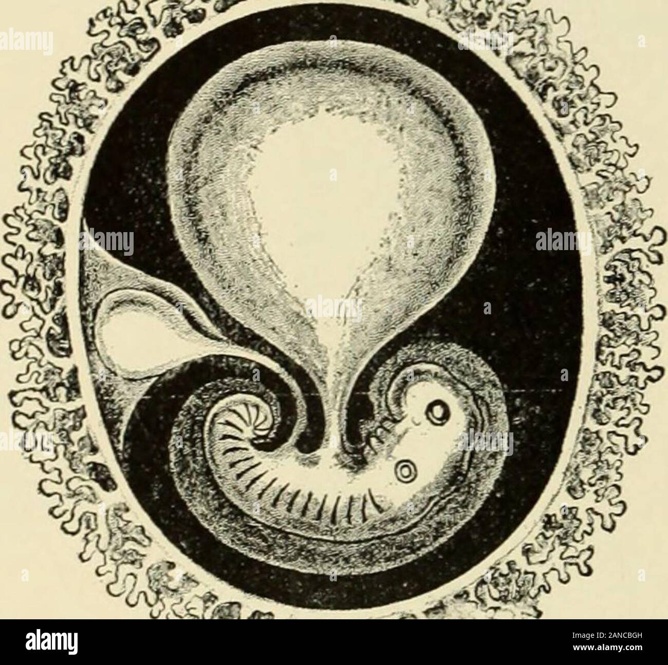 Villi Placentari Immagini E Fotos Stock Alamy