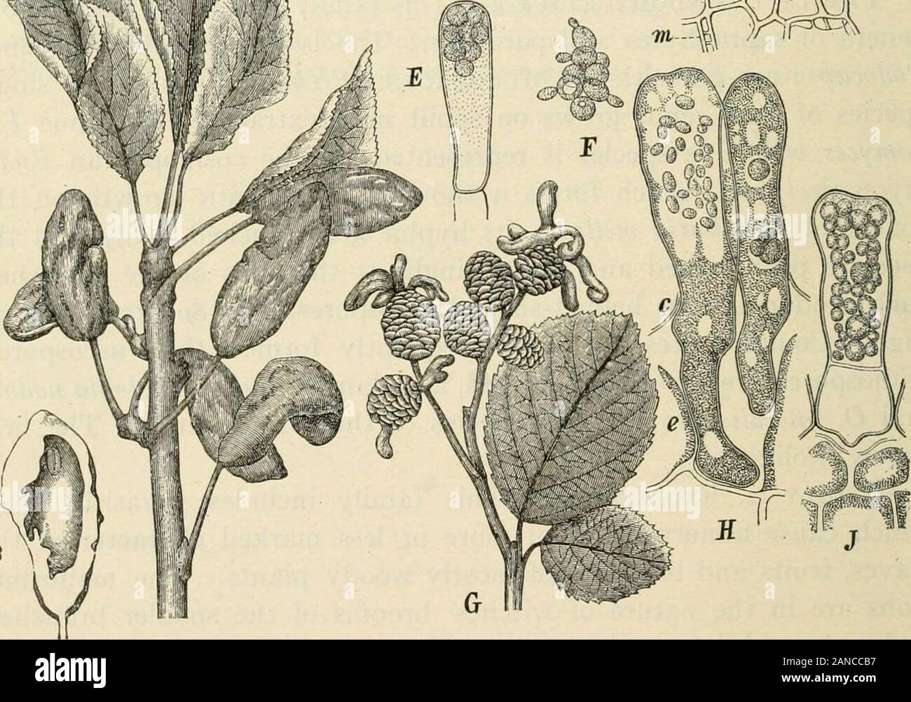 Un libro di testo di micologia e patologia vegetale . B Fig. 42.-Exoascus e Taphrina. A-F, Exoascus pruni, A. ASPETTO ondiseased ramoscello; B, sezione di fruirt malato; C, micelio nei tessuti di host; D,giovane asci; E, matura aschi con spore; F, la germinazione di spore; G, E, Exoascusalnitorquus; H, Taphrina aurea, mature e frutti immaturi asci; J, Taphrina Sadebeckii. SeeDie naturlichen Pflanzenfamilien I. I, p. 159. pieno zeppo di loro (Fig. 42). La delle ascospore sono generalmente ellip-soidal e sempre uno-celled con incolore, giallo o arancione contenuto.La perenne il micelio è responsabile per il f Foto Stock