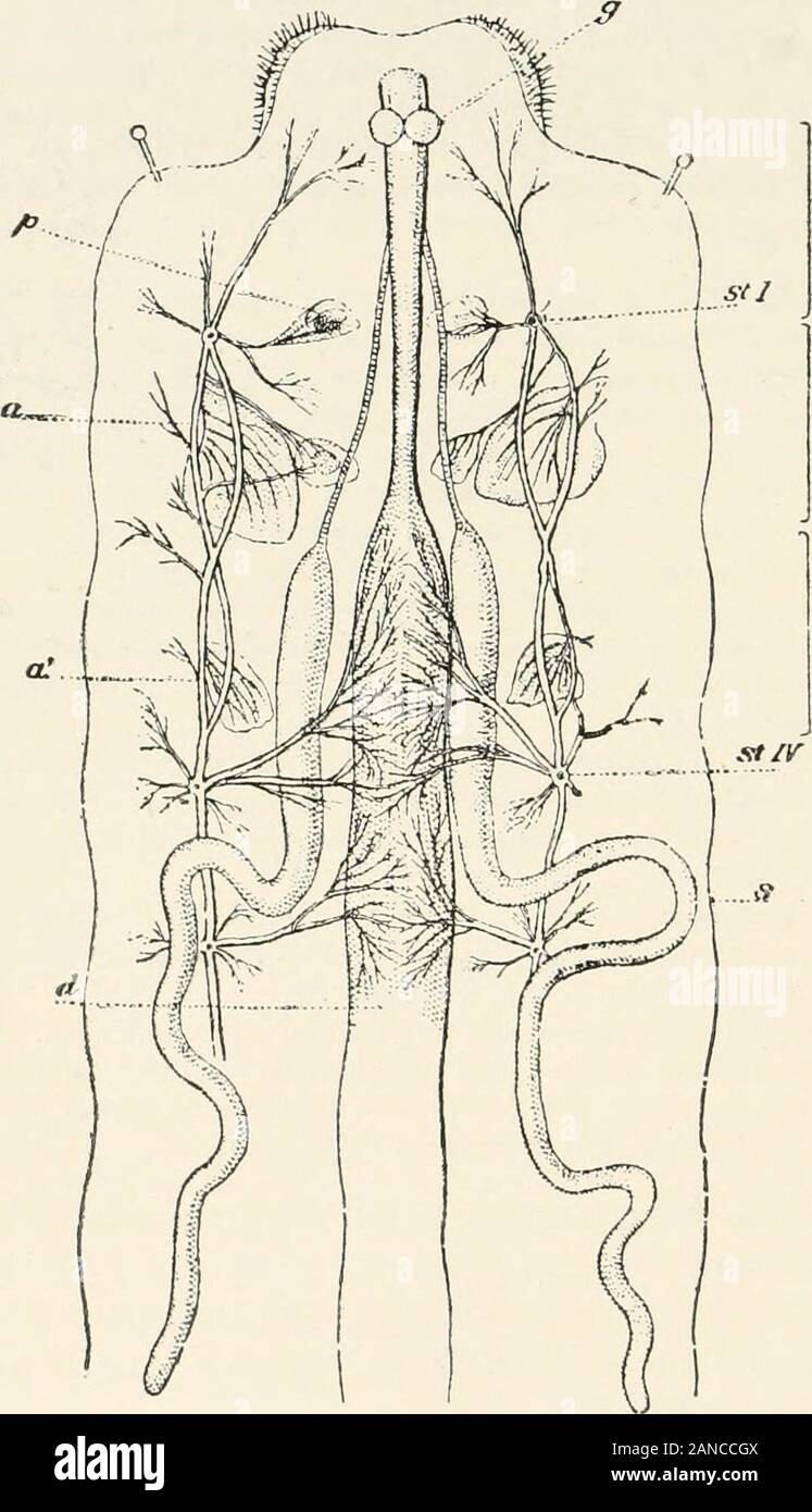 Un libro di testo di entomologia, compresa l'anatomia, fisiologia, embriologia e metamorfosi di insetti, per uso agricolo e tecnico scuole e collegi nonché mediante la lavorazione entomologo . Le pieghe sulla sua superficie vengono levigati; il sangue penetra trai due pareti, e le fibre di cellulare, prima rilassata e sinuose,sono ora fermamente esteso. Dei due trachea! Per i sistemi di grandi dimensioni sono rami sinuosi, andthey sono resi più distinta dalla presenza di una spirale di mem brane ; ma i due tuniche non sono separati come in altri tracheaeof torace; inoltre, la bocca chok Foto Stock