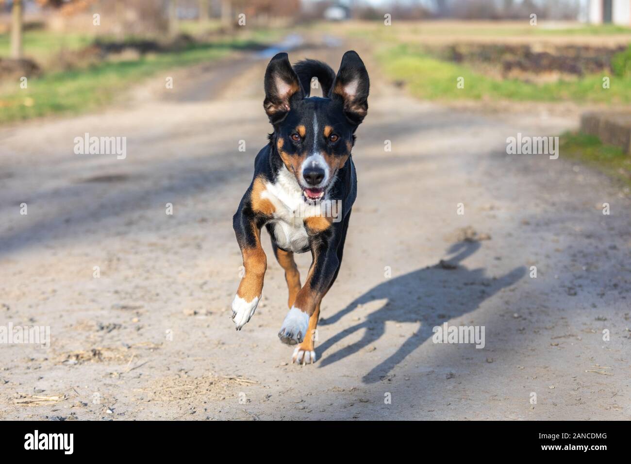 Happy dog è in esecuzione con orecchie flappy Foto Stock