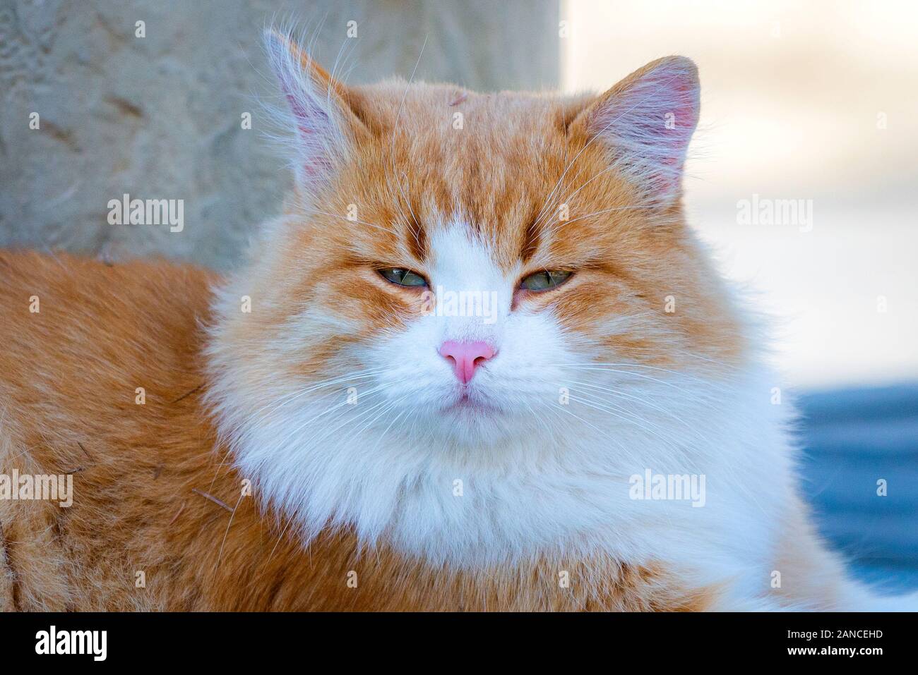 Colore arancione con faccia bianca. Street cat in strada locale. Foto Stock