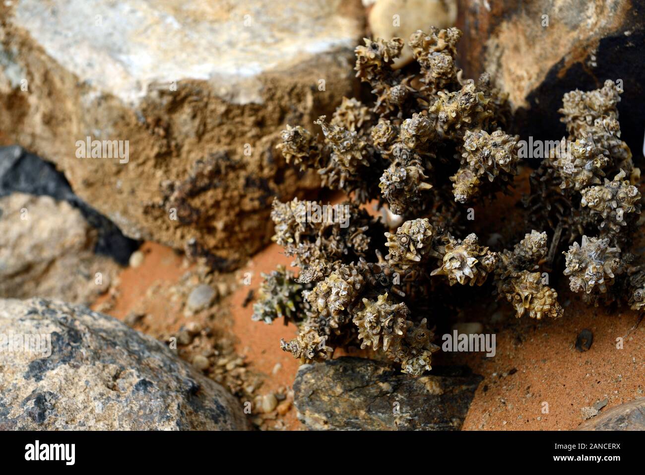 Tylecodon wallichii ecklonianus ssp,succulenta,succulente,impianto,piante,RM Floral Foto Stock