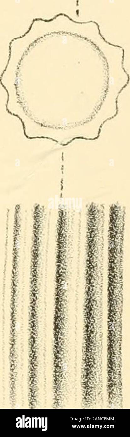 Manuale di conchology, strutturali e sistematiche : con le illustrazioni delle specie . 84^ 86 n= U&GT;--. Foto Stock