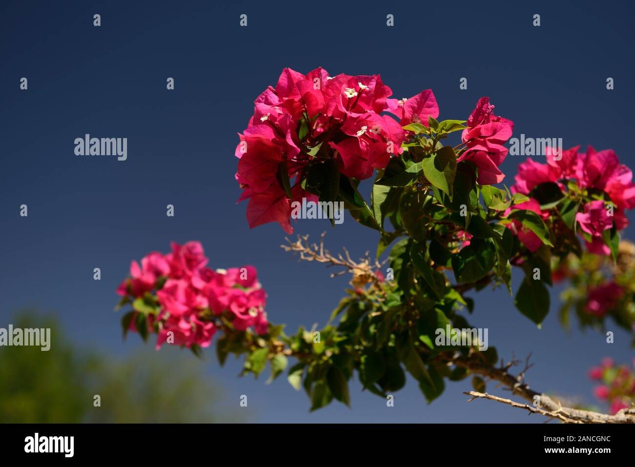 Il Bougainvillea spectabilis,fiori rosa,fiore,fioritura,impianto,piante,vigneti,vine, scalata, scalatore,RM Floral Foto Stock