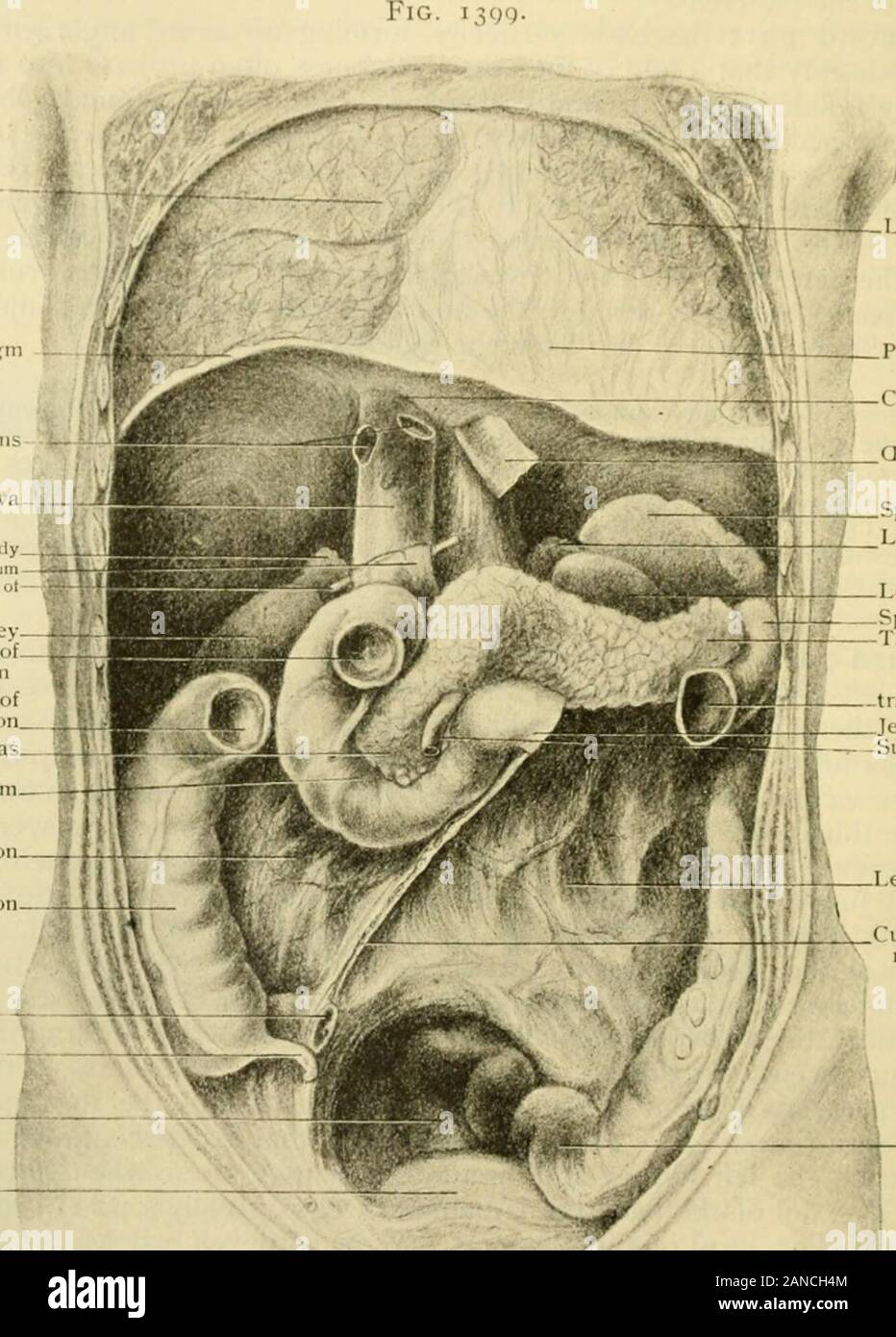 Anatomia Umana, tra cui la struttura e lo sviluppo e considerazioni di ordine pratico . ld tutti il duodeno dopo l'inizio sus-pended e fissati in modo tale che solo l'inizio è mobile. È inoltre garantito da T646 HTM UNA ANATOMIA. Il retnvperitoncal tessuto connettivo e dai riflessi peritoneale. Il shapeallows il iood dallo stomaco così come il fluido versato in esso dal pancreas liverand per accumulare e quindi agire come un S-trappola per impedire che il passaj,^e ofgases dall'intestino nello stomaco. Allo stesso tempo la minaccia sviluppodei il vaKes tende a ritardare la j)come Foto Stock